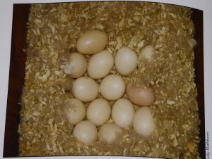 Wood Duck Eggs