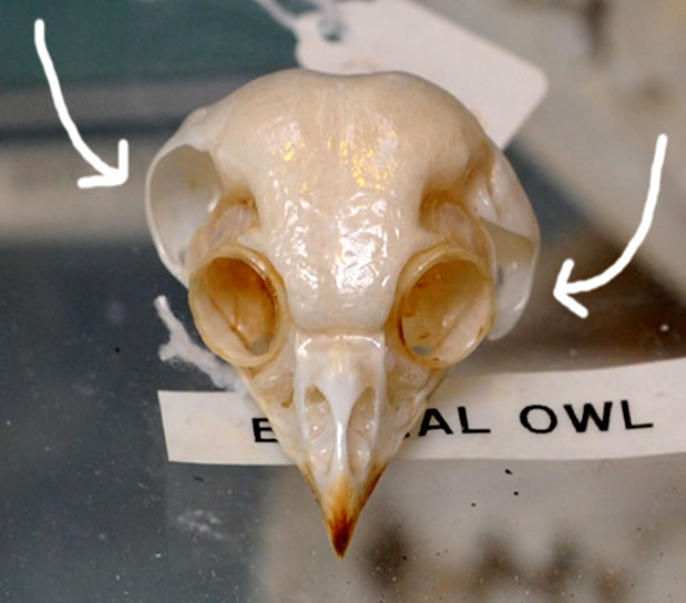 Owl Skull