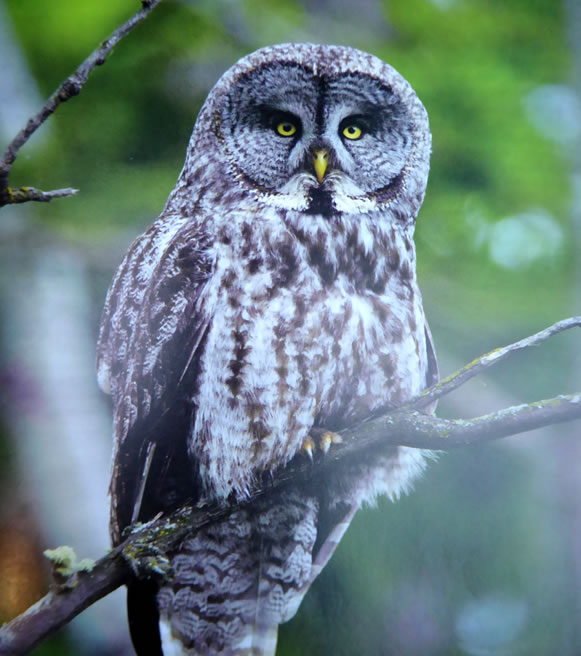 The Great Grey Owl